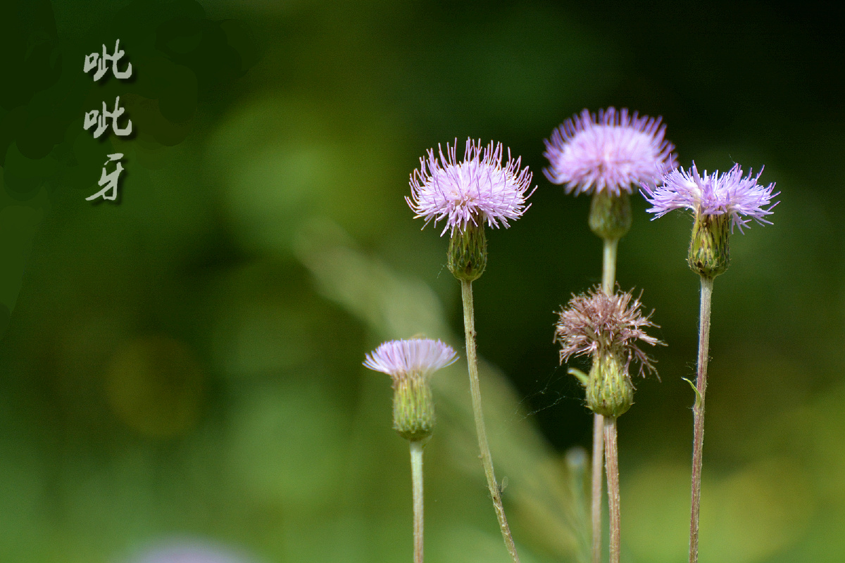 美好的刺蓟花