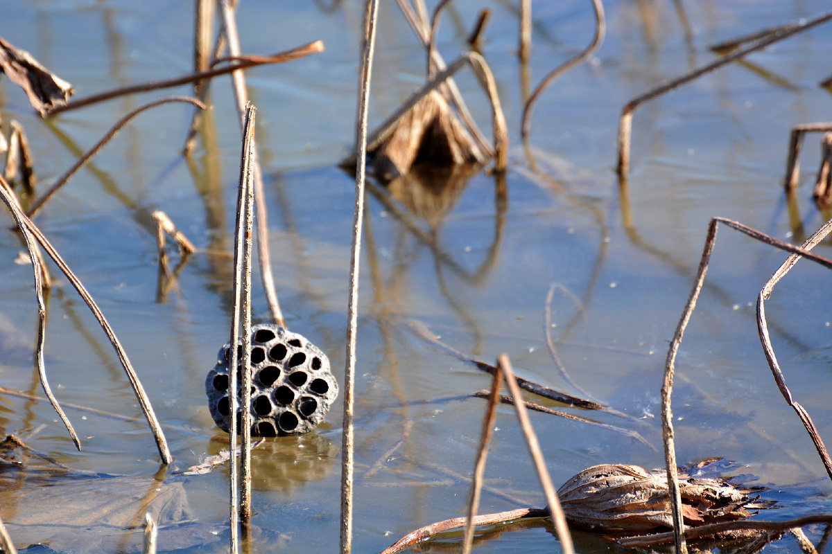 枯荷莲蓬