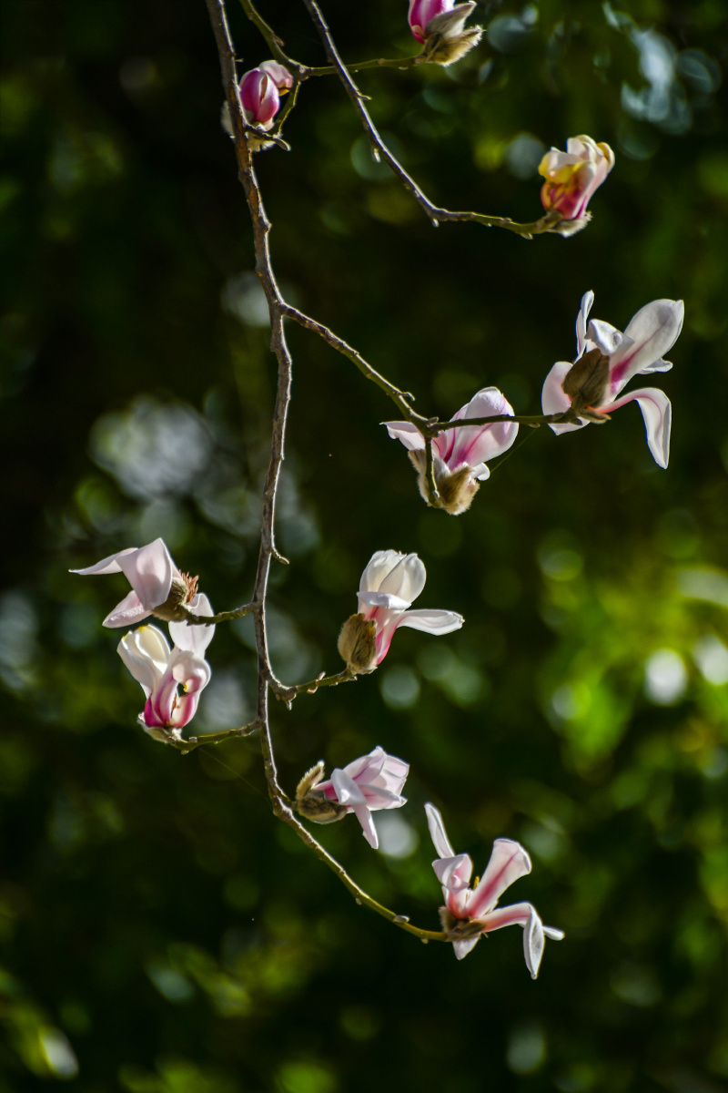 玉兰花又叫望春花 - 张红亚 - 图虫