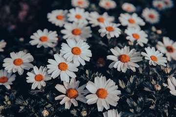 1000007031