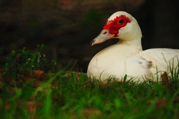 _MG_1280.JPG