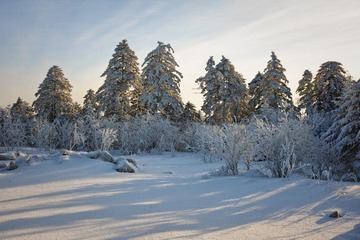 67091