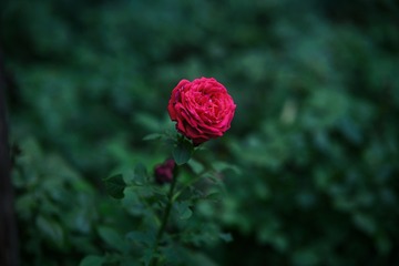 7FDDFFF4-EDD1-4CF0-93E7-78FAFAE09236/L0/001