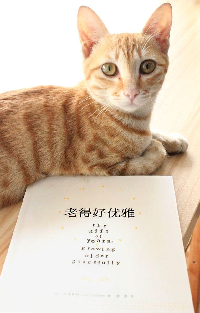 老得好优雅模特猫
