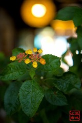 IMG_8005.jpg