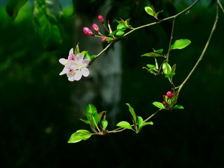 春花盛开