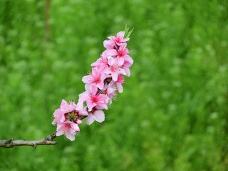 桃花儿开