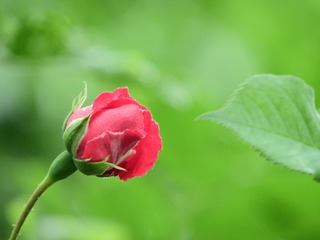 月季花