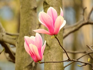 红玉兰花