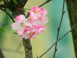 垂丝海棠花儿