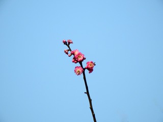 一剪梅
