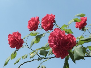 月季