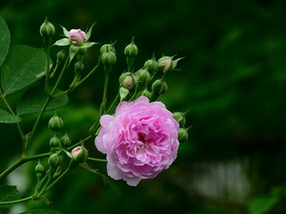 蔷薇花儿开