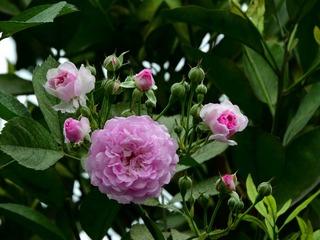 蔷薇花