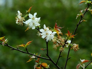 春花儿开