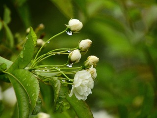 木香花开