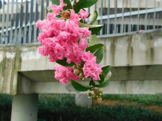 雨中花2