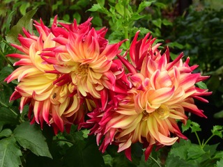 大丽花