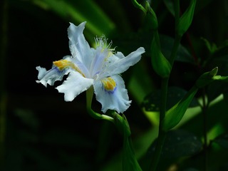 蝴蝶花