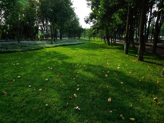 夏日草坪