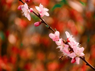 桃花儿开