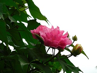 出水芙蓉