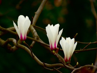 玉兰花儿开