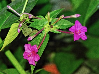 夜拍胭脂花