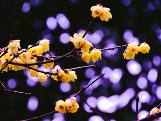 梅
