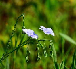 小花