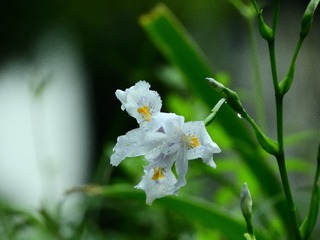 小清新