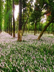 路旁花海