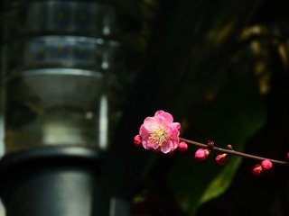梅