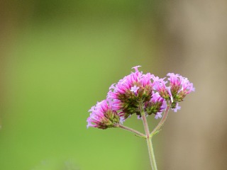 马鞭草
