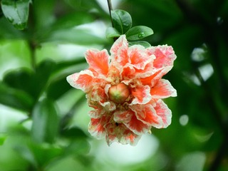 石榴花
