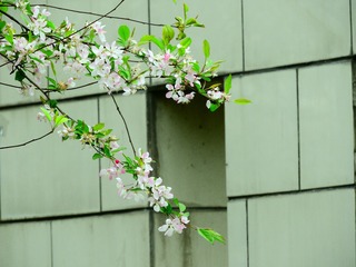 春花烂漫