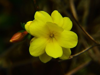 迎春花儿开