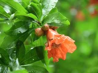 红石榴花