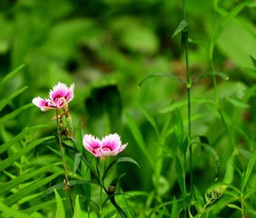 小花