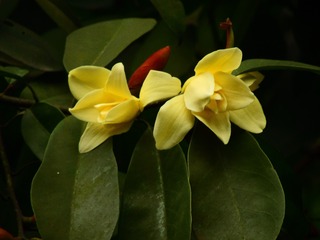 含笑花开