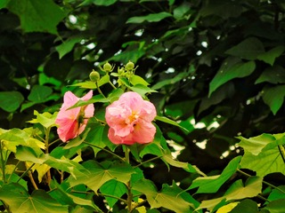 芙蓉花提前开了