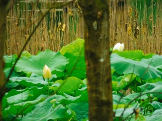 白荷