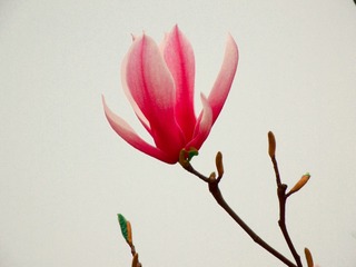 红玉兰花
