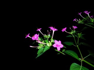越夜越美丽