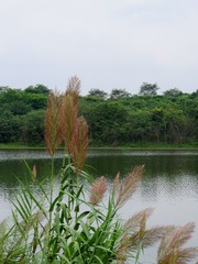 江苇