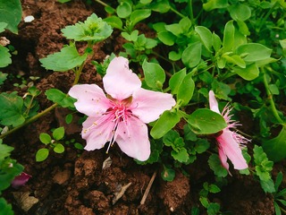 落花