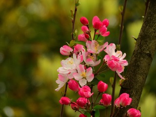 春花儿开