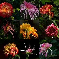 九宫格:菊