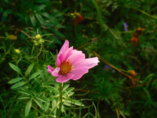 鲜花盛开