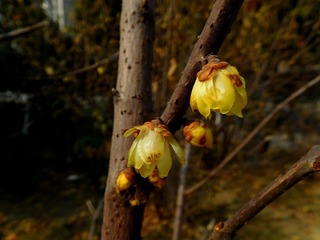 腊梅花